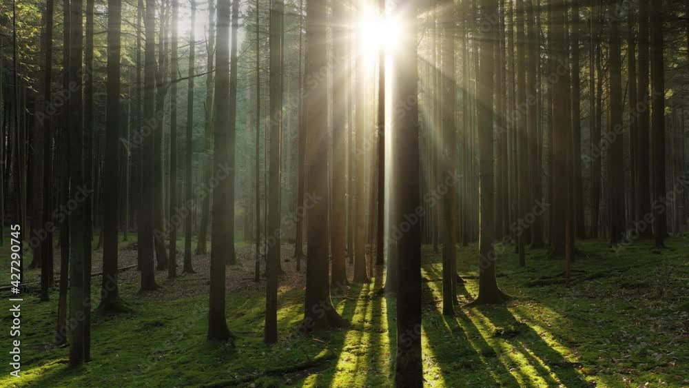 Beautiful shining sun beams in magic mossy wood landscape.