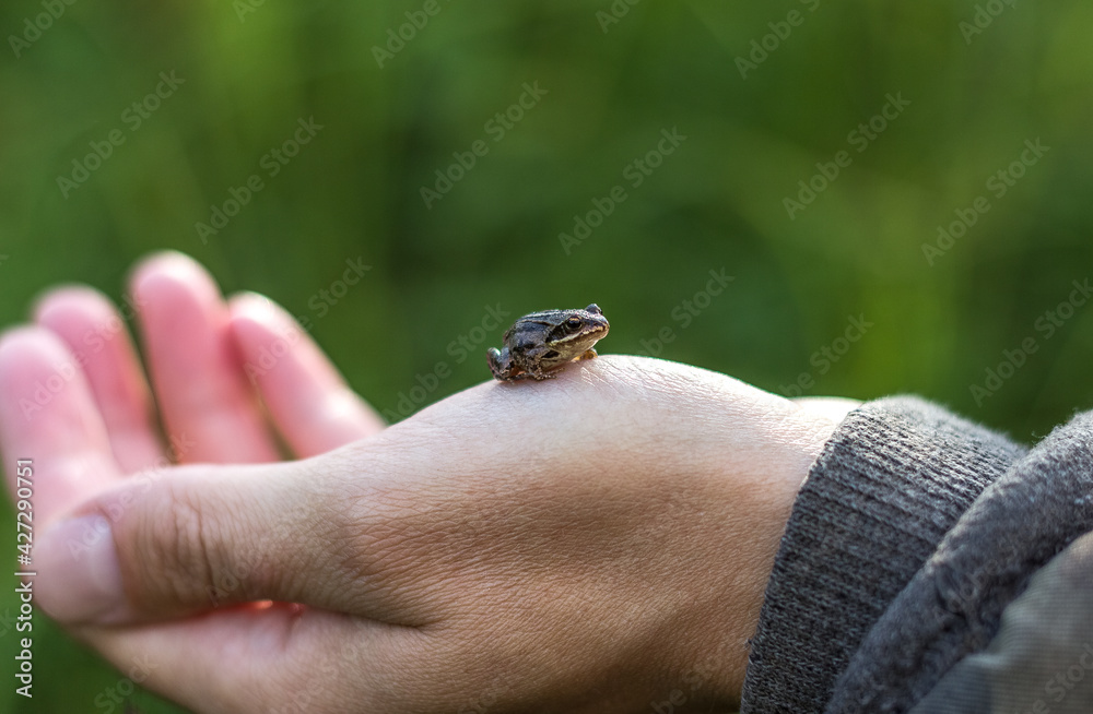 Obraz premium Little frog on hand on green background