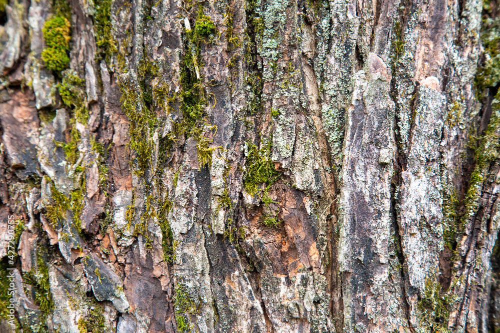 Obraz premium Tree Bark