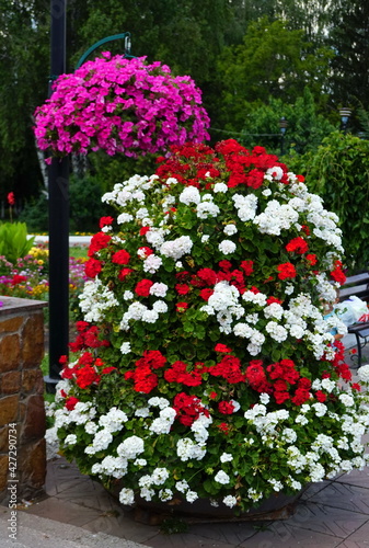 Flower arrangement of petunias and calibrachoa. Calibrachoa in a flower basket on a lamp post. Magnificent calibrachoa bush in a hanging basket. Blooming petunia in a pot. Colorful multicolored bright