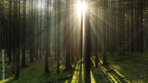 Beautiful shining sun beams in magic mossy wood landscape. photo