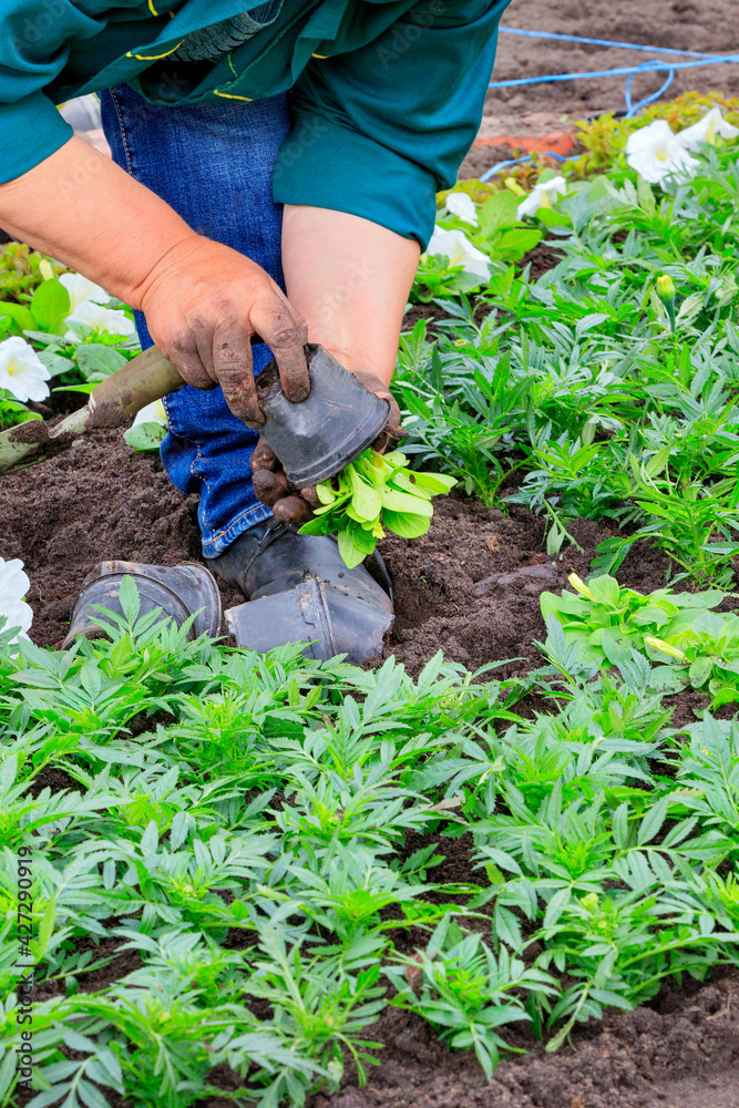 Naklejka premium The hands of a farmer are planting seedlings of flowers on a flower bed.