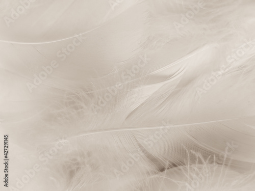 Beautiful abstract black feathers on white background and soft white feather texture on white texture pattern, dark theme wallpaper, gray feather background, gray banners, white gradient © Weerayuth