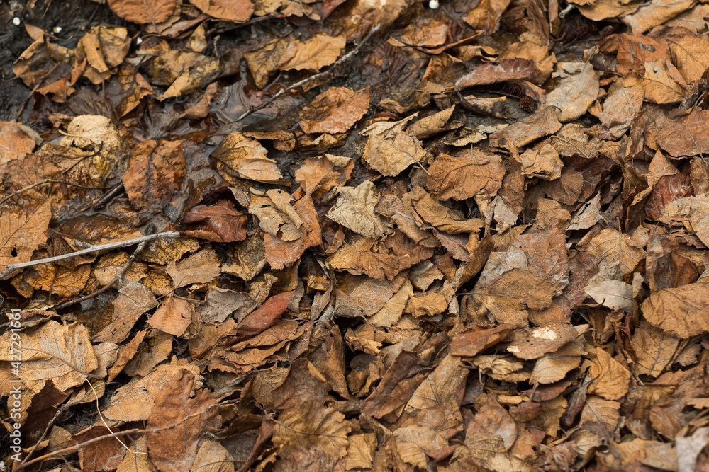 A carpet of dry and wet leaves and twigs