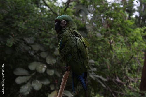 A parrot 3