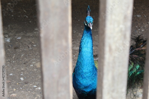 The peacock