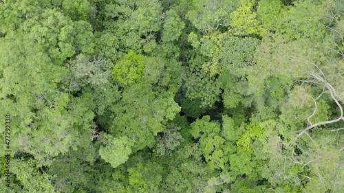 Wallpaper Mural AERIAL DRONE IMAGE ABOVE THE TREES IN BRAZIL Torontodigital.ca