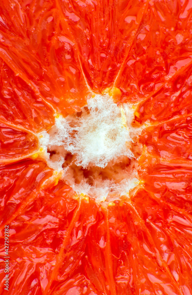 Grapefruit texture inside on the white background. Citrus close up photo. Healthy lifestyle photo. Beautiful wallpaper. Vegetarian and vegan concept. Vitamins from nature. Grapefruit texture inside on the white background. Citrus close up photo. Healthy lifestyle photo. Beautiful wallpaper. Vegetarian and vegan concept. Vitamins from nature.