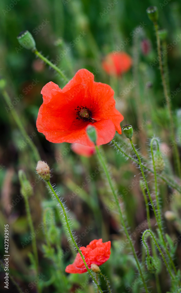 Obraz premium Field poppies after rain
