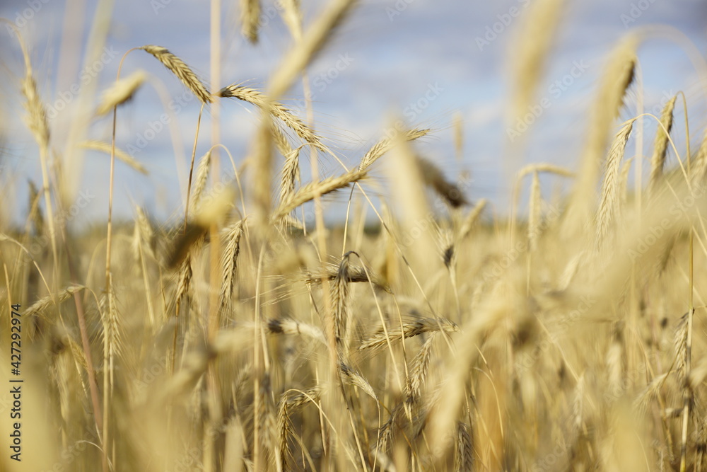 Fototapeta premium Reife Gerste, Getreide auf einem Feld