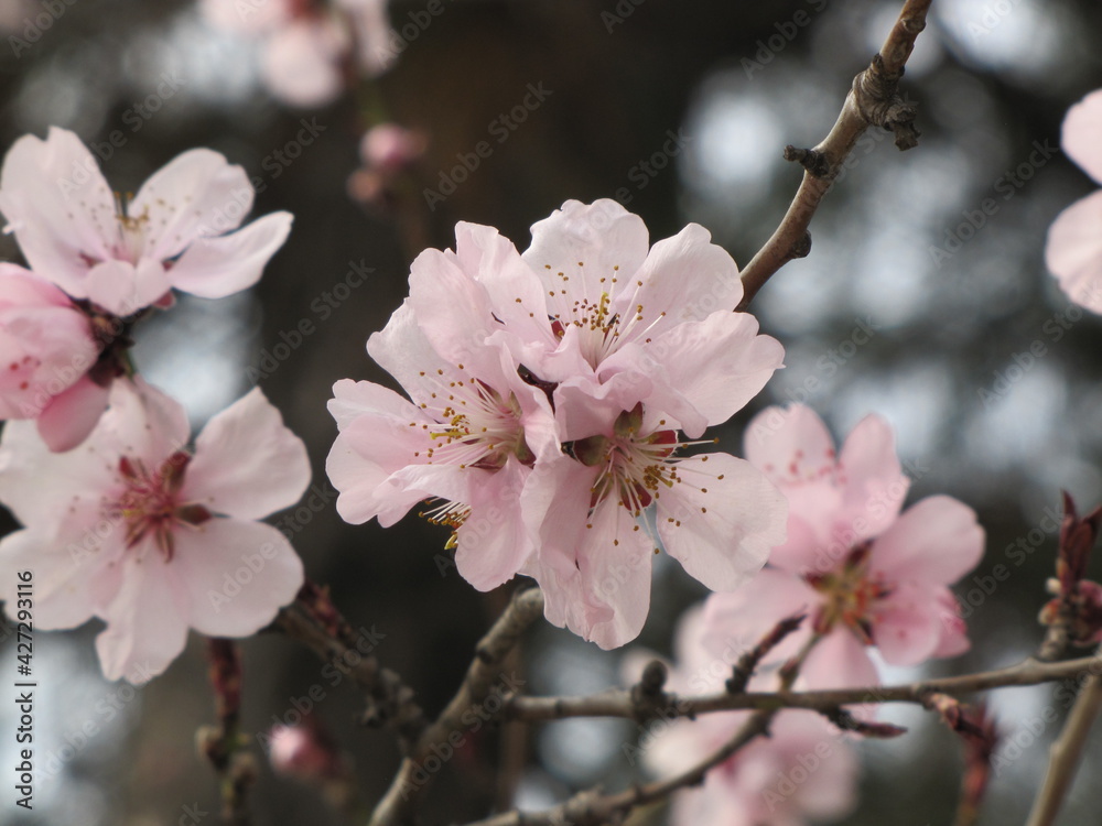 Bloomingtree, early spring, beautiful view attracts the eye, romantic mood, desire for freedom and a walk. Apple and cherry blossoms
