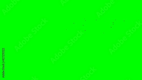 a flock of black birds flies into the frame moves along its top and flies out. isolated green screen