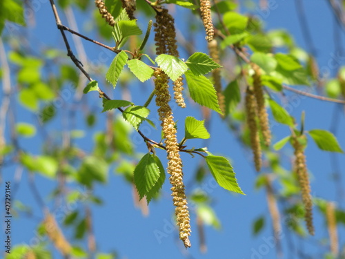 A young birch branch isolated against a blue background. Blue spring sky. Birch seeds and pollen