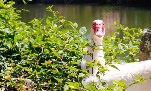 garden of the garden