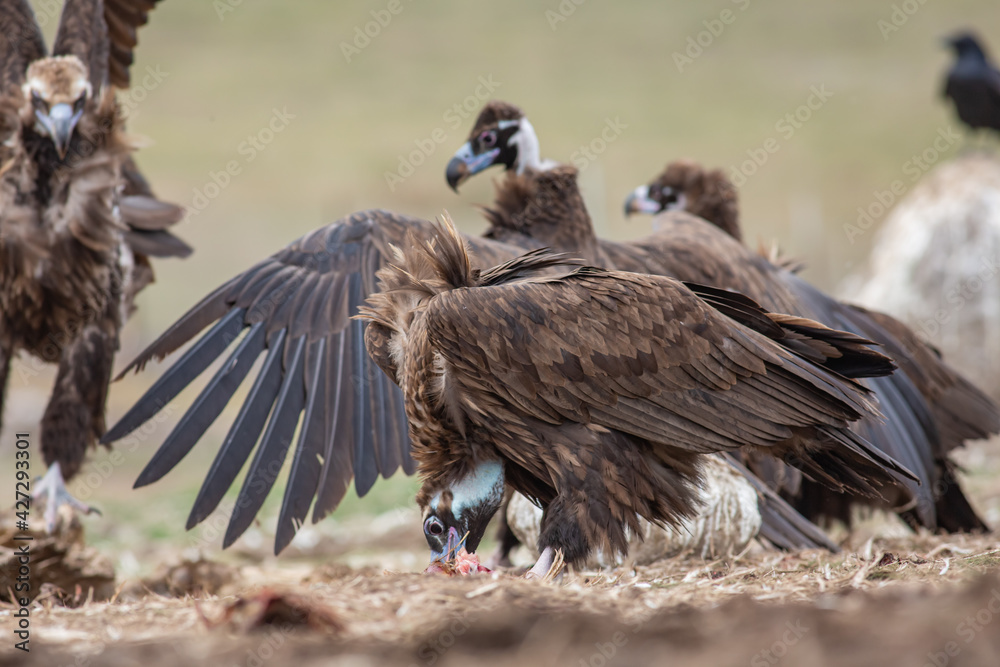 Cinereous Vulture, (Aegypius monachus) in its natural habitat. Wildlife. Cinereous Vulture, (Aegypius monachus) in its natural habitat. Wildlife.