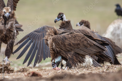 Cinereous Vulture   Aegypius monachus  in its natural habitat. Wildlife.