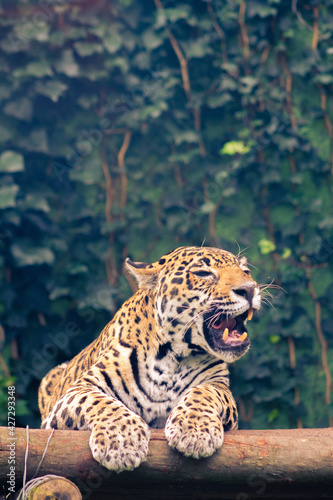 portrait of a jaguar