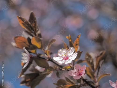 Spring floral concept. Full blooming of apricot tree. Beautiful flower on an abstract blurred background. Detailed closeup with soft selective focus. © Daniel CHETRONI