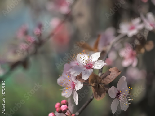 Spring floral concept. Full blooming of apricot tree. Beautiful flower on an abstract blurred background. Detailed closeup with soft selective focus.