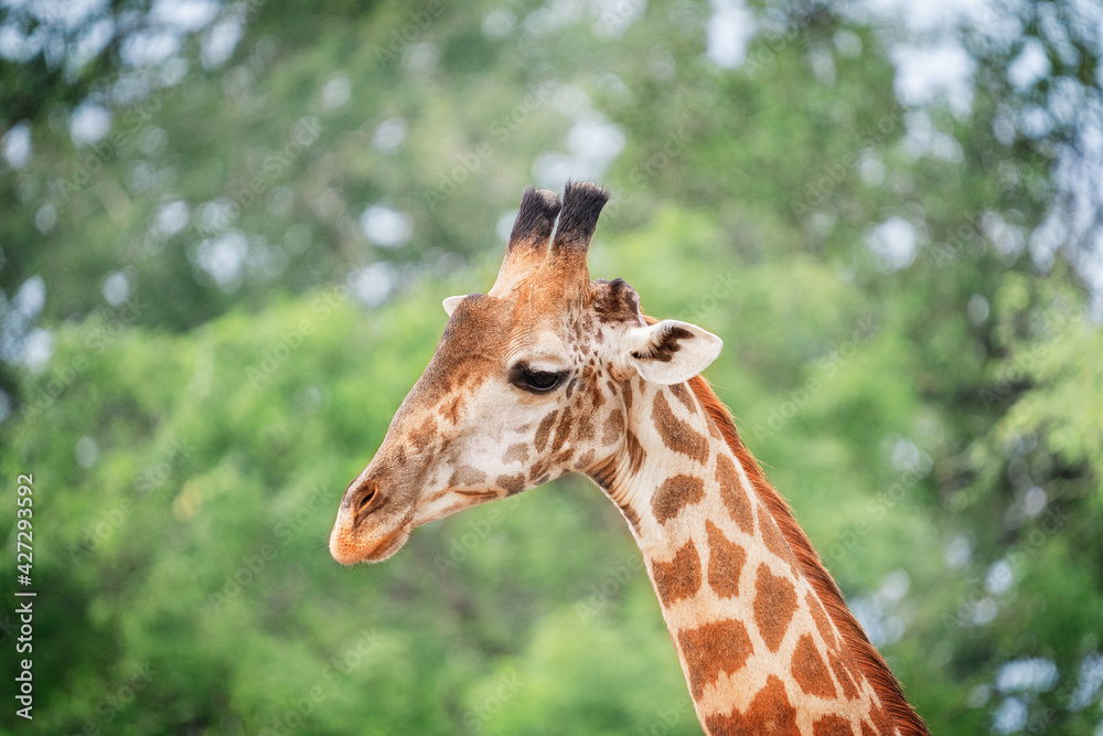 Animal head portrait of south African giraffe mammal the tallest living terrestrial animal with extremely long neck and distinctive coat patterns with sideward glance with big eyes. Horizontal image Animal head portrait of south African giraffe mammal the tallest living terrestrial animal with extremely long neck and distinctive coat patterns with sideward glance with big eyes. Horizontal image