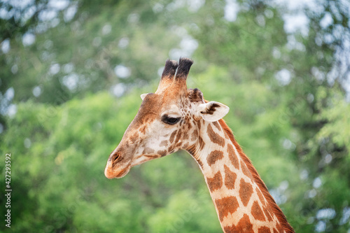 Animal head portrait of south African giraffe mammal the tallest living terrestrial animal with extremely long neck and distinctive coat patterns with sideward glance with big eyes. Horizontal image © Elena