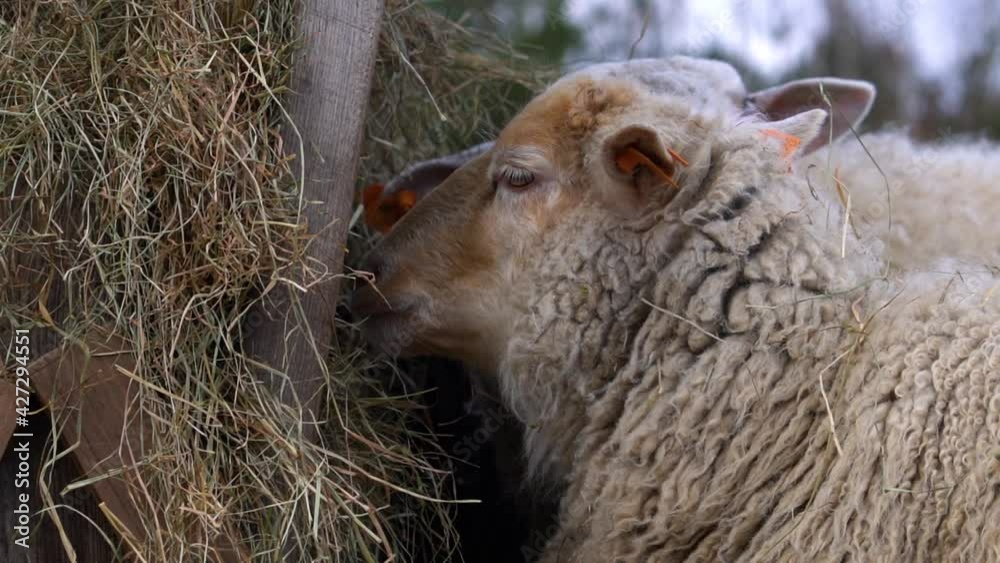 Totally cute sheep with ginger hair on its head looks at camera and turns away towards hay in feeder, given as supplementary feed in winter. Slow motion. Totally cute sheep with ginger hair on its head looks at camera and turns away towards hay in feeder, given as supplementary feed in winter. Slow motion.