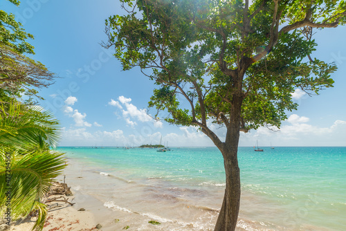 Fototapeta Naklejka Na Ścianę i Meble -  Trees and turquoise water in La Datcha beach in Guadeloupe
