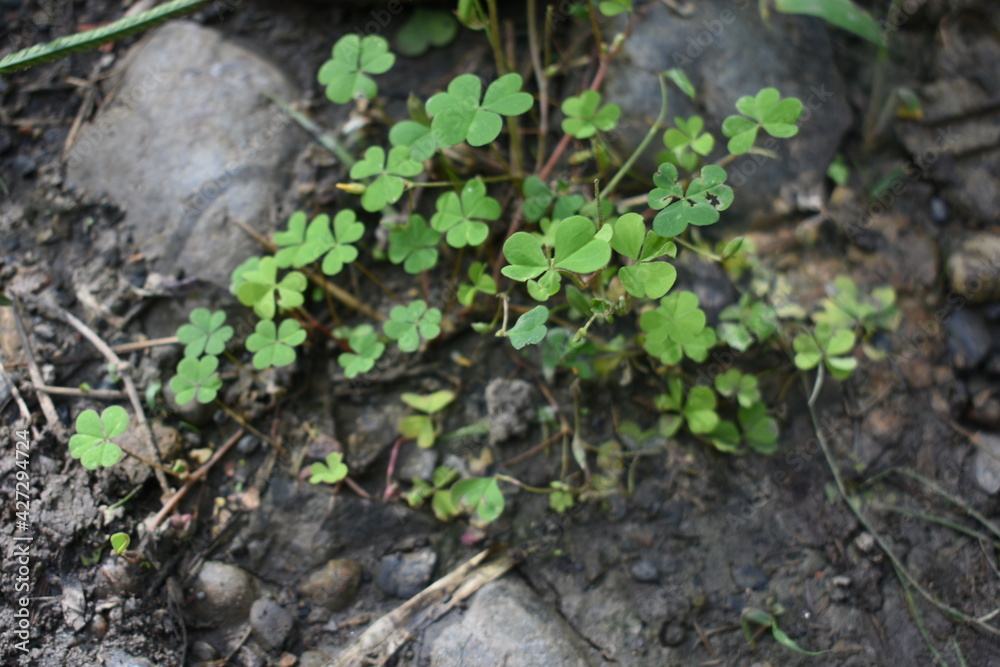 Fototapeta premium Familia con suerte