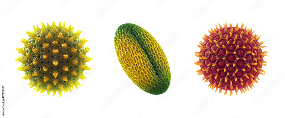 set-of-microscopic-pollen-grains-isolated-on-white-pollen-allergy-is-also-known-as-hay-fever-or-allergic-rhinitis-stock-illustration-adobe-stock