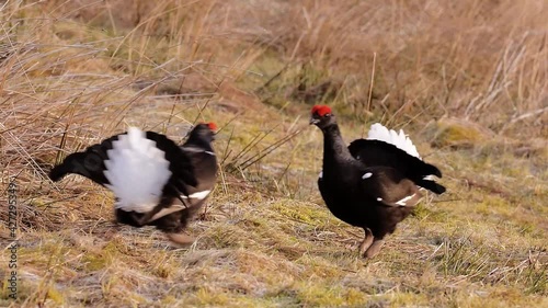 Wallpaper Mural Two Male Black Grouse display, size each other up and then lunge towards one another in a battle for dominance, at a spring lek site in the Scottish Highlands. Filmed in Highland Perthshire, Scotland. Torontodigital.ca