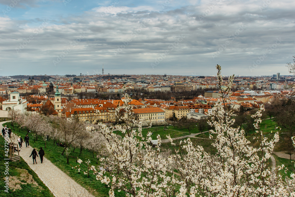 Panoramic aerial view of Prague,Czech republic in spring. Blooming sakura cherry trees on Petrin hill. People walking in city park.Red roofs,TV tower,historical houses.Travel urban scenery