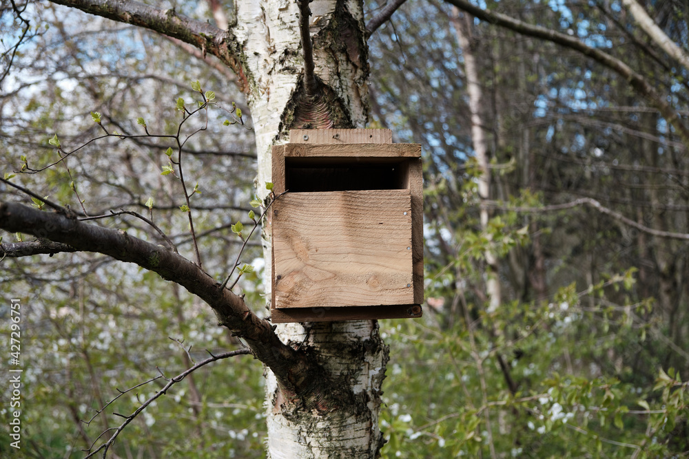 Bird's house on a birch tree in a Scottish wood. Background pattern. Fauna.