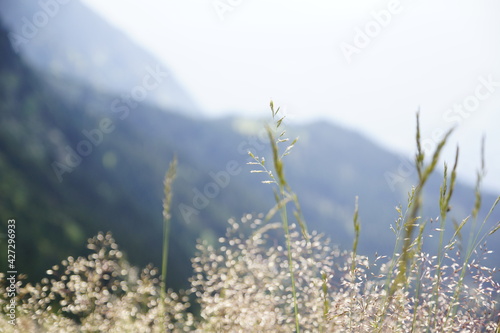 Gräser und Blumen am Meraner Höhenweg, Texelgruppe Nationalpark, Südtirol © landscapephoto