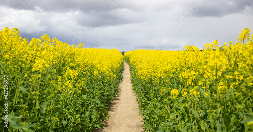 Clear path among the bio field with still growing up and unopened yellow flowers. Photo before the sunset hour. Peaceful nature. Beautiful background. Concept image.