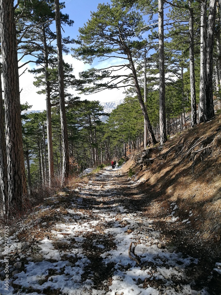 Fototapeta premium forest in the mountains