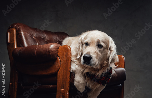Blond golden retriever with fluffy fur and neck scarf on armchair © Fxquadro