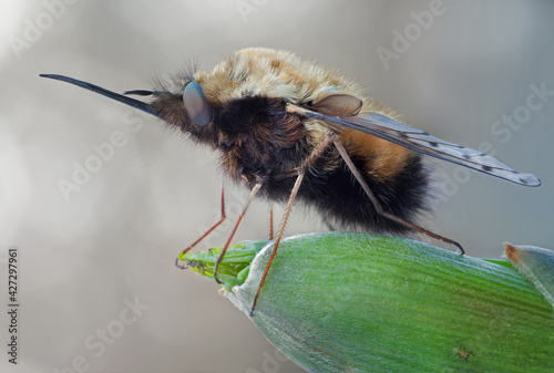 Bombylius discolor - the fly, known as the bee-fly, due to striking resemblance to bees and bumblebees.