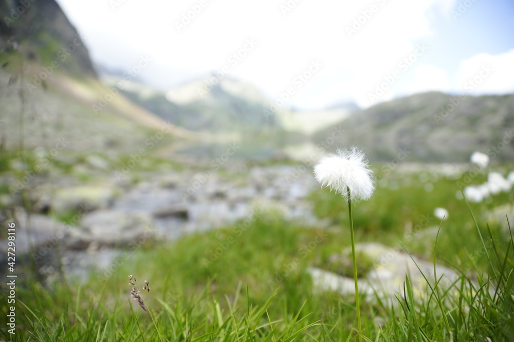Blühendes Wollgras / Eriophorum in den Alpen der Texelgruppe, Südtirol 
