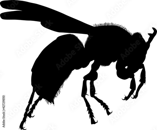 large wasp black silhouette isolated on white