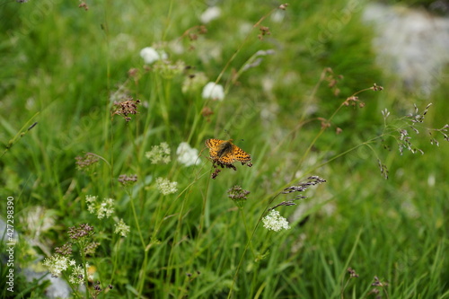 Gebirgswiese mit Schmetterlingen und verschiedenen Blumen © landscapephoto