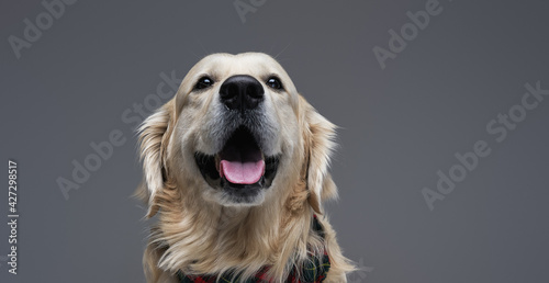 Headshot of a obedient funny dog in studio with gray background