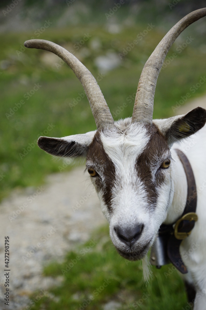 Ziege mit Hörnern starrt in die Kamera Ziege mit Hörnern starrt in die Kamera