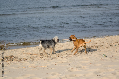 Fototapeta Naklejka Na Ścianę i Meble -  Dwa psy bawiące się kijkiem na plaży.