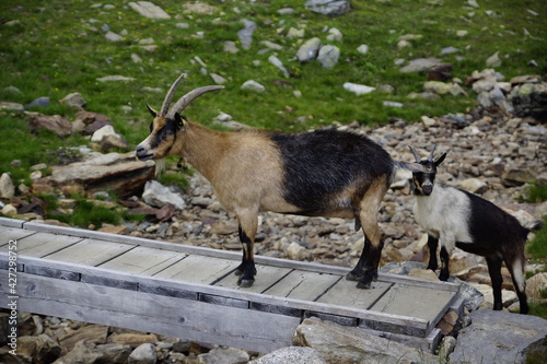 Geiß, Ziege auf einer Brücke in den Alpen photo