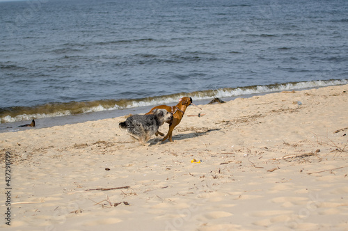 Fototapeta Naklejka Na Ścianę i Meble -  Dwa psy bawiące się na plaży.