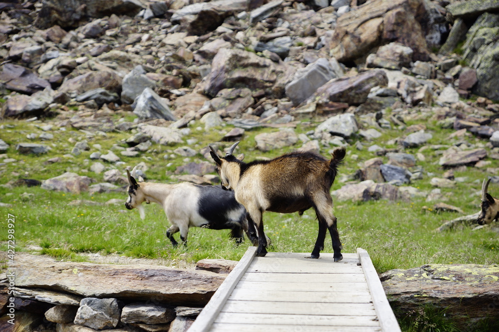 Springende Geiß, Ziege auf einer Brücke in den Alpen Stock Photo ...