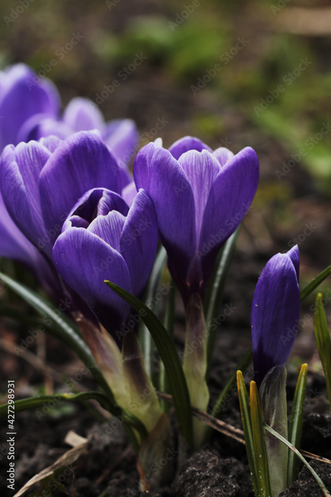 beautiful violet crocus flowers, early spring flowers beautiful violet crocus flowers, early spring flowers