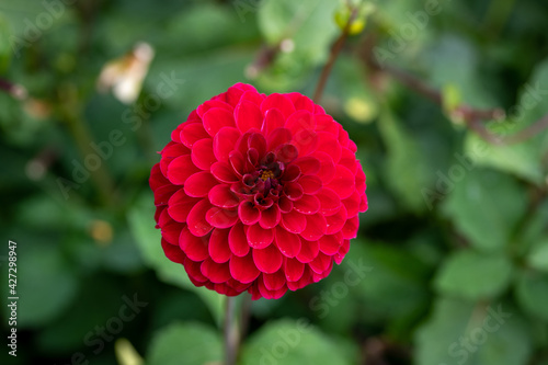 red and yellow flower