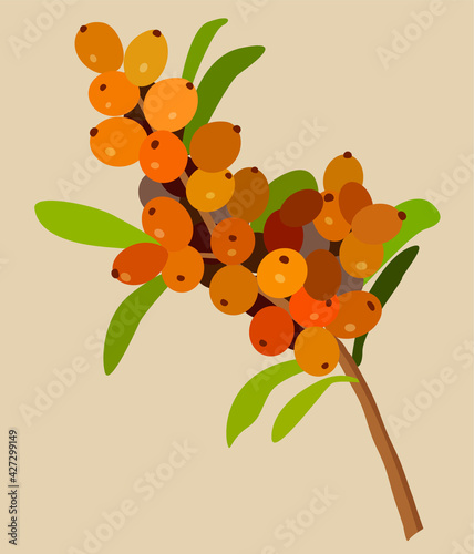 Vector image of sea buckthorn berries. Flat illustration of a branch with green leaves. Berries on a light background. Design for cards, posters, backgrounds, textiles, templates, menus, logo.