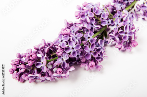 Branch of lilac flowers on the white background. Close-up view